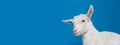 white goat - portrait on blue background Royalty Free Stock Photo