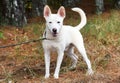 Happy young white male German Shepherd and Bull Terrier dog with large ears outside on leash wagging tail