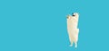 Happy young white Samoyed dog standing on its hind legs on blue background, blank copy space for advertising text Royalty Free Stock Photo