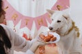 Happy young woman celebrating dog birthday with sausage cake and candle in room with pink garland Royalty Free Stock Photo