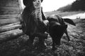 Happy young woman plaing with her black dog in fron of old wooden house. Black and white photo Royalty Free Stock Photo