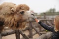 Happy young woman watching and feeding giraffe in zoo. Happy young woman having fun with animals safari park on warm Royalty Free Stock Photo