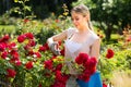 Happy young woman working with bush roses with horticultural too Royalty Free Stock Photo