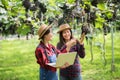 Happy young women gardener holding of ripe grape