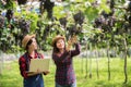 Happy young women gardener holding of ripe grape