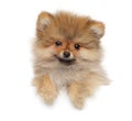 Happy Zwerg Spitz puppy above white banner