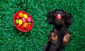 Hapy easter dog with eggs