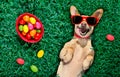 Hapy easter dog with eggs