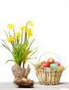 Spring yellow narcissus, colorful easter eggs isolated on white Royalty Free Stock Photo