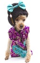 Harajuku Poodle Royalty Free Stock Photo