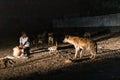 HARAR, ETHIOPIA - APRIL 8, 2019: Hyenas and cats in the streets of Harar, Ethiopia. They gather every evening on a