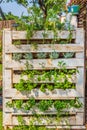 Harare, Zimbabwe, 10/10/2015: Entrant fot a Sustainable Food Growing Competition using stacked pallets Royalty Free Stock Photo