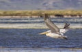 Harassed Dalmatian Pelican in Flight