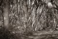 Harataonga Loop Track path through manuka in sepia tones Royalty Free Stock Photo