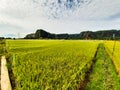 land scape view of rice field and cliff as background