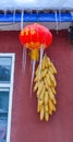 Ripe dried corn cobs hanging on the wall Royalty Free Stock Photo