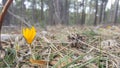 harbinger of spring. crocus flower