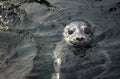 Harbor baby seal waiting for fish Royalty Free Stock Photo