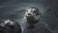 Harbor baby seal waiting for fish Royalty Free Stock Photo