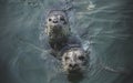 Harbor baby seal waiting for fish Royalty Free Stock Photo