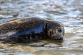 The harbor or harbour seal Phoca vitulina, also known as the common seal, portrait Royalty Free Stock Photo