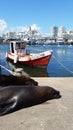 Harbor And Punta Del Este City View Royalty Free Stock Photo