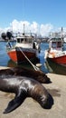 Sea Lions On Harbor In Punta Del Este Royalty Free Stock Photo