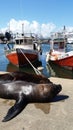 Harbor And Sea Loons Royalty Free Stock Photo