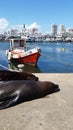 Sea lions And Harbor Royalty Free Stock Photo