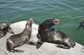 Harbor Sea Lion Royalty Free Stock Photo