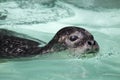 Harbor seal