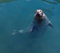 Harbor Seal