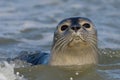 Harbor seal Royalty Free Stock Photo