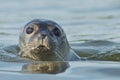 Harbor Seal Royalty Free Stock Photo