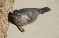 Harbor Seal 3 Royalty Free Stock Photo