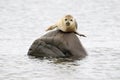 Harbor Seal Royalty Free Stock Photo