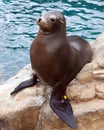 Harbor Seal Royalty Free Stock Photo