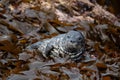 A harbor seal baby resting at seaside algae bush.