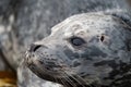 A harbor seal baby resting at seaside algae bush.