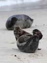 Harbor Seal Being Cute Royalty Free Stock Photo