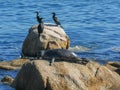 A harbor seal climbs onto a haulout to sun itself in monterey, california