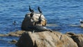 Harbor seal climbs onto a haulout to sun itself