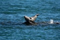 Harbor Seal Royalty Free Stock Photo