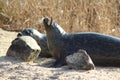 Harbor seal eating