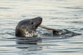 Harbor Seal Eating a Fish Dinner Royalty Free Stock Photo