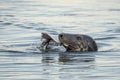 Harbor Seal Eating a Fish Dinner Royalty Free Stock Photo