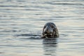 Harbor Seal Eating a Fish Dinner Royalty Free Stock Photo