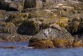 Harbor seal family on a rocky coast in maine