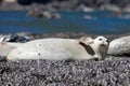 Harbor Seal