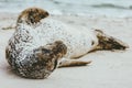 Harbor Seal funny animal sleeping on sandy beach Royalty Free Stock Photo